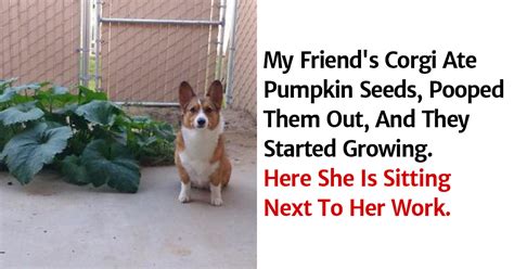 22 Funny Corgis That Are Here To Put A Smile On Our Face
