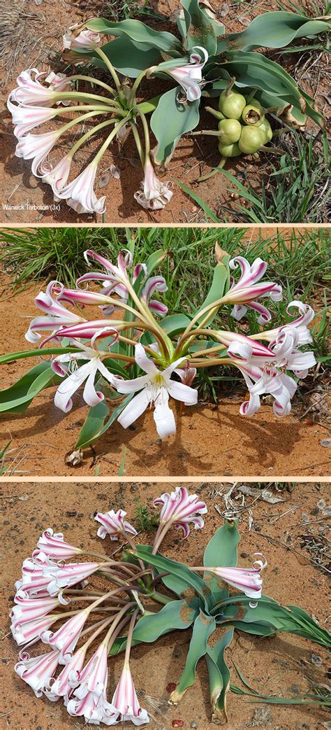 Crinum crassicaule