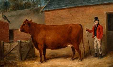 History of the Red Poll Cattle Breed - Red Poll