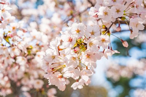 图片素材 : Hanyang University, 韩国, 汉城, 弹簧, 花卉, 春天的花朵, 樱花, flower trees, 花瓣, 白天, 科, 白色, Colorfulness ...