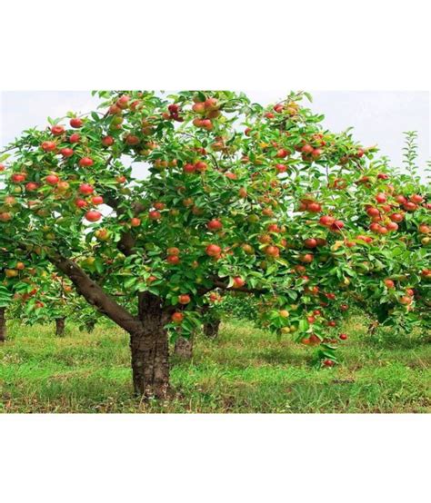 Buy Dwarf Apple Tree Seeds Home Garden Yard Outdoor Living Fruit Seeds ...