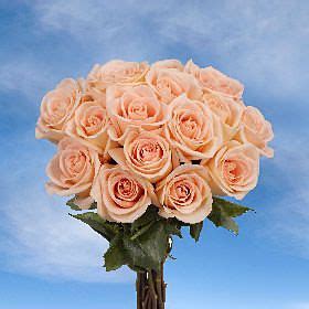Wholesale Peach Roses for Sale | Peach roses, Wholesale flowers, Fragrant flowers
