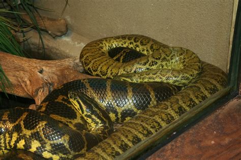 Best Jungle Life: yellow anaconda snake wallpapers & images