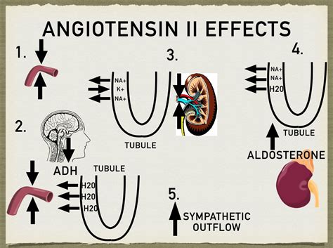 The Renin Angiotensin Aldosterone System Pathway Steps, Function, Mechanism, Medicatio… in 2022 ...