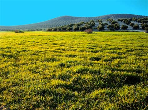 LA IMPORTANCIA DE LAS REGIONES Y LOS RECURSOS NATURALES: Pradera