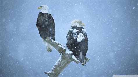 Snow storm - Amazing animal, Bald eagle, Animals, Eagle Winter, HD wallpaper | Peakpx