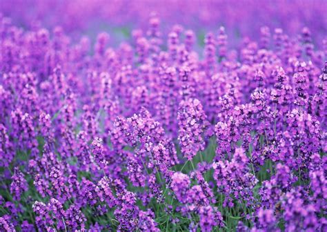 Lavender flowers Lavender Seeds, Lavender Flowers, Organic Lavender ...