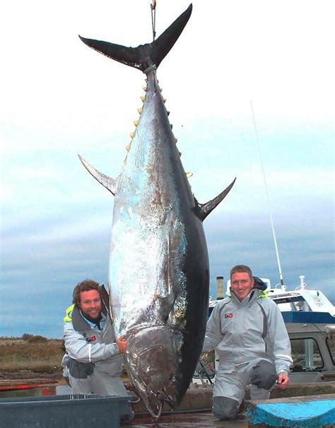 Big Fishes of the World: TUNA BLUEFIN (Thunnus thynnus)