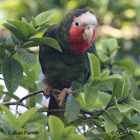 Cuban Parrot | Birds of Cuba | Cuban Birds