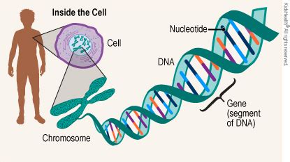 Genes and Genetics (for Teens) - Humana - Louisiana