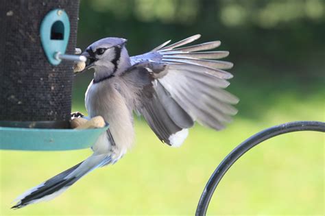 Blue Jay Feeding Peanuts - Free photo on Pixabay - Pixabay