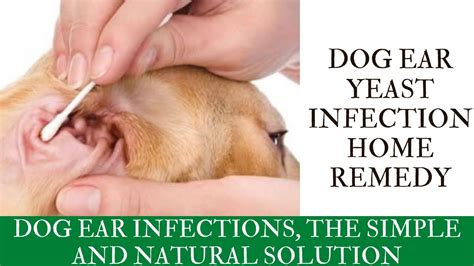 Dog ear yeast infection home remedy | Dog Ear Infections, The Simple And Natural Solution - YouTube