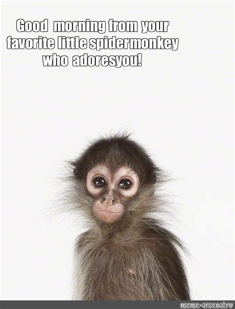 Meme: "Good morning from your favorite little spider monkey who adores you!" - All Templates ...