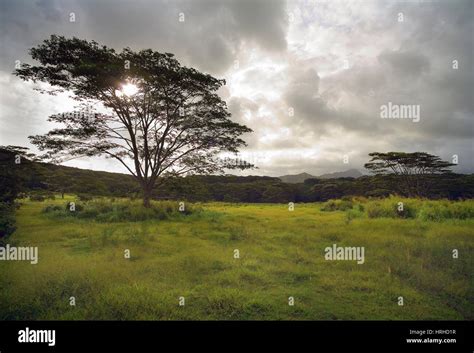 Monkey pod tree hawaii tropical hi-res stock photography and images - Alamy