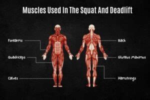 Dumbbell Squat Vs Deadlift (analysing the differences)