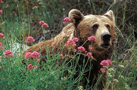 Wildlife in Asturias Natural Paradise - Where is Asturias