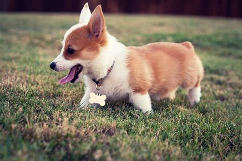 Corgi Puppy Wallpapers ·① WallpaperTag