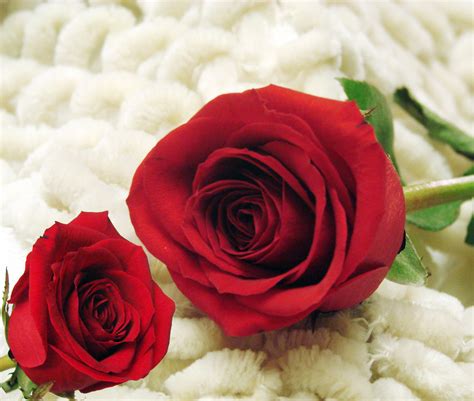 The Two Red Roses Free Stock Photo - Public Domain Pictures