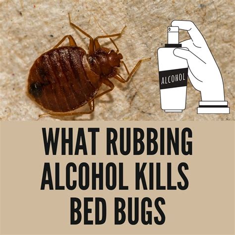 What Rubbing Alcohol Kills Bed Bugs?