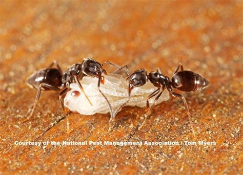 Six Steps to Getting Rid of Ants: Simple ant control tips | Pest control, Diy pest control, Pests