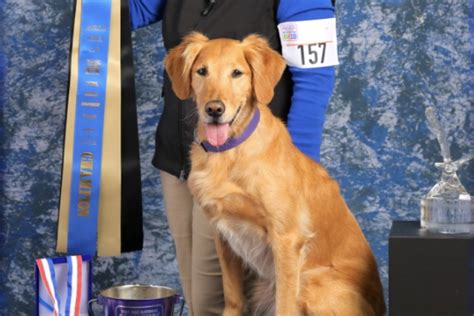 Golden Retriever "Juicy" Wins 2021 AKC National Obedience Championship ...