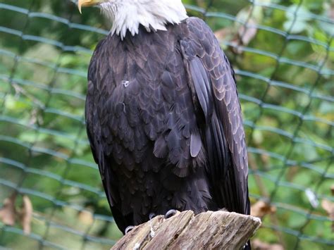 Nuremberg Zoo (Nuremberg) - Visitor Information & Reviews