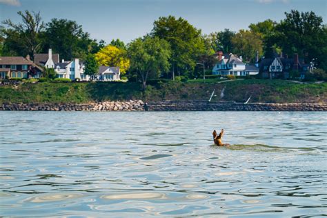 Photographers Save Swimming Deer from Drowning in Lake Erie | PetaPixel