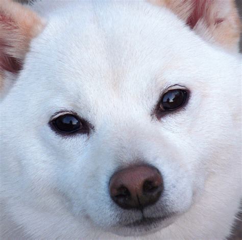 Shiba Inu World: White Shiba Inu - Pure White Shibas!