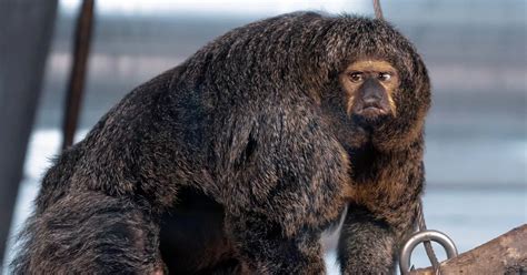 Muscular monkey that looks like 'body builder' leaves zoo visitors ...