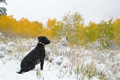 A black Labrador dog in snow. stock photo