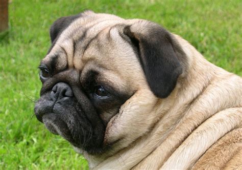 PugPugPug.com | How do i make a depressed pug happy?