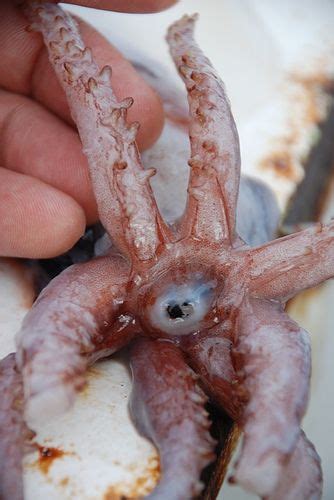 an octopus is being held up to the camera