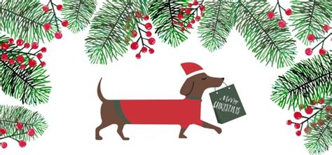 Christmas Dachshund Free Stock Photo - Public Domain Pictures