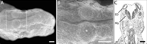 Embryonic Staging Table for a Direct‐Developing Salamander, Plethodon cinereus (Plethodontidae ...