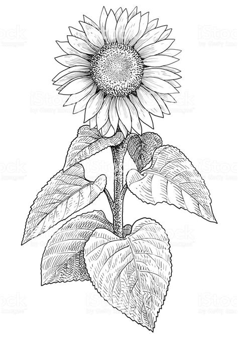 Pin by Ramona Loynd on Tattoo Inspirations | Sunflower illustration, Sunflower drawing, Drawings