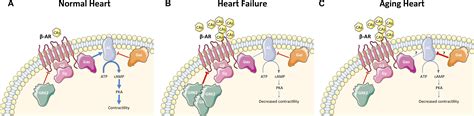 Adrenergic Pathway