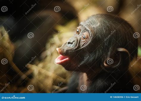 Cute baby Bonobo monkey stock photo. Image of playful - 14658206