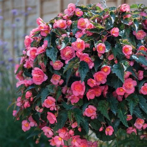 Begonia 'Love Birds' - Annual Plants - Thompson & Morgan | Annual ...