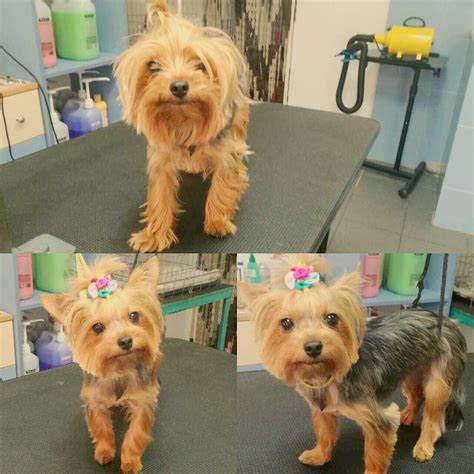 Pin on Yorkie Grooming and Cosmetics