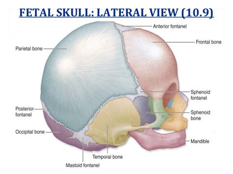 Fetal Skull Positions