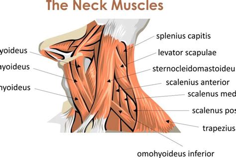 Causes and Treatments for Globus Sensation - Health & Detox & Vitamins