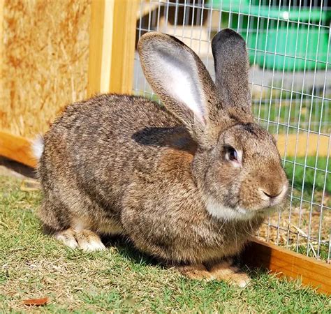 Flemish Giant Rabbit - All Breed Information