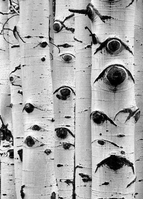 Eyes, tree, and black and white Black White Photos, Black And White ...