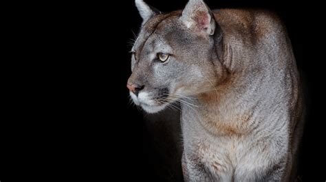 black, puma, cat, animal, mountain lion HD Wallpaper