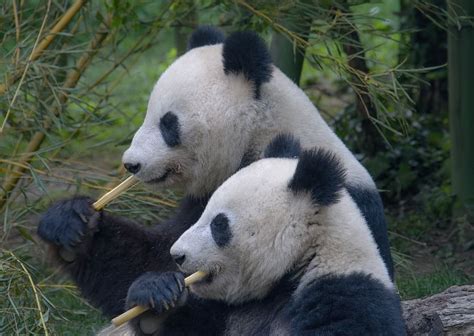 Online crop | HD wallpaper: panda, family, pandas, cute, bamboo, portrait, couple, animal ...