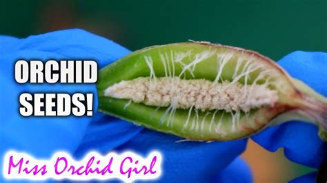 Orchid seed pod opens! - how Orchid seeds form - YouTube