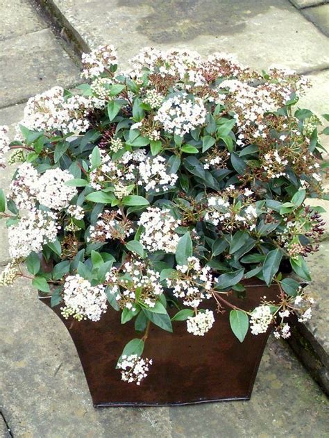 Check out 44 Best Shrubs for Containers. You'll like to have some of these shrubs right away in ...