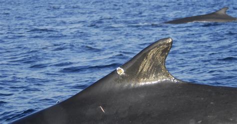 Research confirms perilous fin whale migration across busy shipping lanes