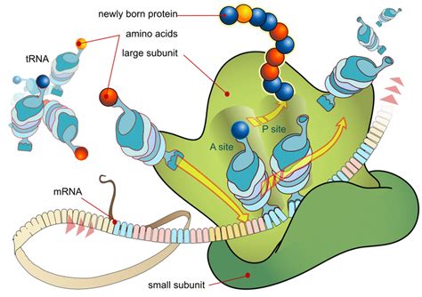 Diagram of the cell organelle ribosome where genetic information is ...