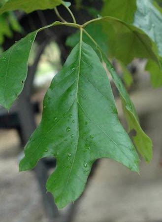 Southern Red Oak Tree Leaves